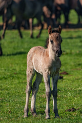 Frühling bei den Wildpferden