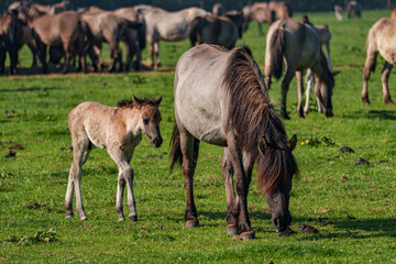 Frühling bei den Wildpferden
