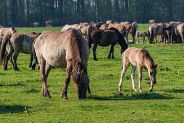 Frühling bei den Wildpferden