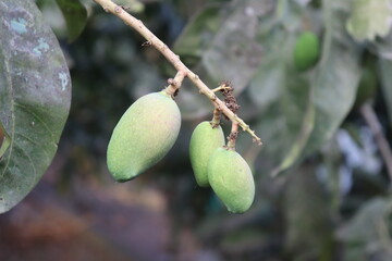 Unripe Green Mangoes Hanging on Tree Branch in Natural Outdoor Setting