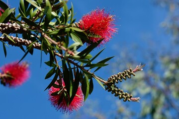 Flowering Bottlebrush  (callistemon specious)