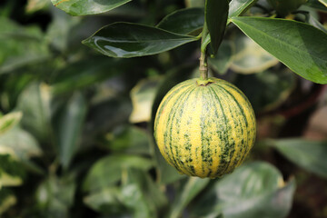 Variegated Lemon Hanging on Tree Branch with Dark Green Leaves and Textured Surface