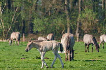 Frühling bei den Wildpferden
