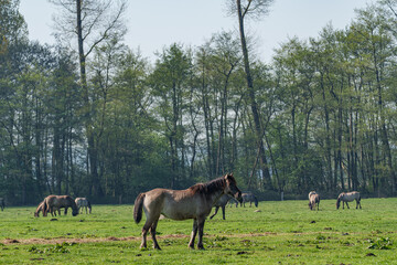 Naklejka premium Frühling bei den Wildpferden