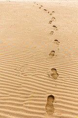 Footprints Leading Across Sandy Beach