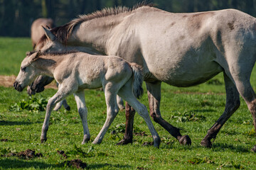 Frühling bei den Wildpferden