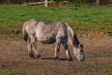 Frühling bei den Wildpferden