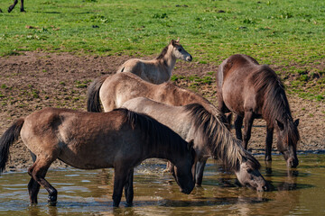 Frühling bei den Wildpferden
