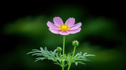 Fototapeta premium Vibrant pink flower blossom in lush green foliage, a closeup of nature's beauty