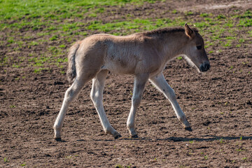 wildpferde im westlichen Münstertland