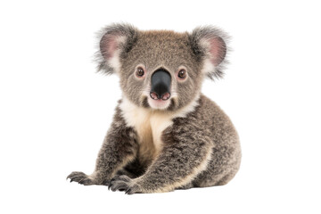 Fototapeta premium Young koala, Phascolarctos cinereus, 14 months old, sitting in front of white background PNG