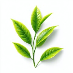 Green tea leaves on stem isolated on white background