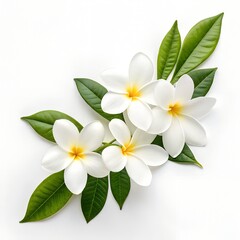 Naklejka premium A fresh and elegant arrangement of white jasmine flowers with green leaves, lying gracefully on a white background 