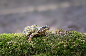 common frog sitting on green moss close up, abstract natural background. Beautiful wildlife scene. portrait of toad, amphibian in forest. save earth, wild nature, ecology concept