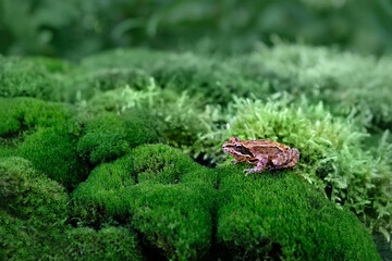 common frog sitting on green moss close up, abstract natural background. Beautiful wildlife scene. portrait of toad, amphibian in forest. save earth, wild nature, ecology concept
