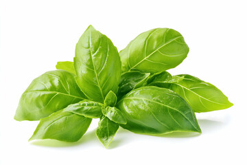 Fototapeta premium Fresh vibrant basil leaves, isolated on white background, perfect for culinary or health-related projects.