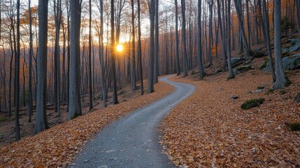 Naklejka premium Autumn Forest Path at Sunset