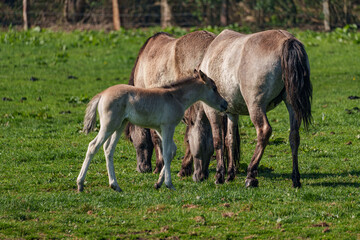 Fohlen im Münsterland