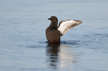Black guillemot, Cepphus grylle