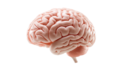 Intricate structure of the human brain, a deep dive into neural networks and cognitive functions