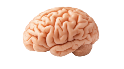 Detailed 3d rendering of human brain on a black background, medical illustration for neurological studies