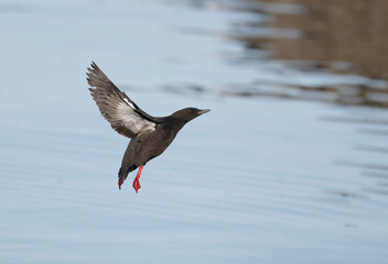 Black guillemot, Cepphus grylle