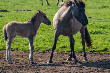 Fototapeta premium Fohlen im Münsterland