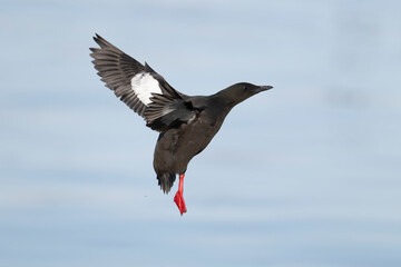 Black guillemot, Cepphus grylle