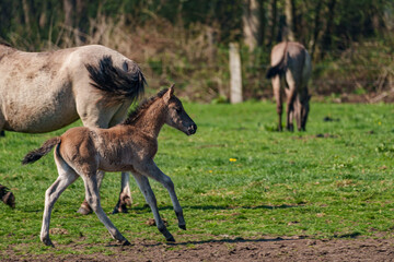 Fohlen im Münsterland