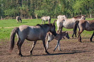 Fohlen im Münsterland