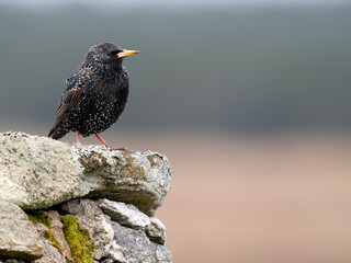 Starling, Sturnus vulgaris, Hebrides race