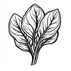 Obraz premium Line art illustration of three spinach leaves.