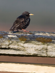 Starling, Sturnus vulgaris, Hebrides race