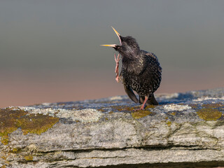 Starling, Sturnus vulgaris, Hebrides race