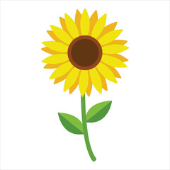 sunflower isolated on white background