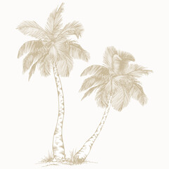 Elegant Palm Tree in Line Art Style. Minimalist botanical vector perfect for prints, branding, packaging, and modern design projects.