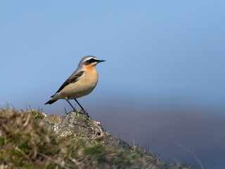 Fototapeta premium Northern wheatear, Oenanthe oenanthe