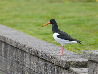 Oystercatcher, Haematopus ostralegus