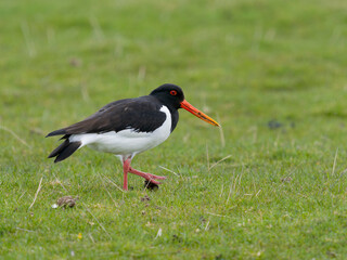 Oystercatcher, Haematopus ostralegus