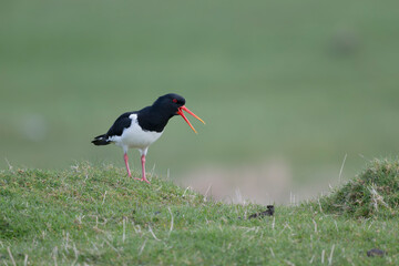 Oystercatcher, Haematopus ostralegus