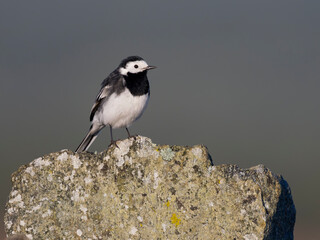 Pied wagtail, Motacilla alba