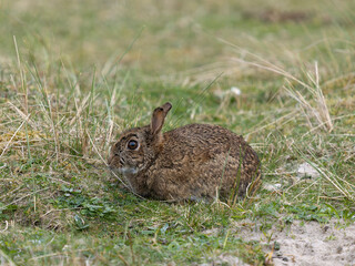 Rabbit, Oryctolagus cuniculus,