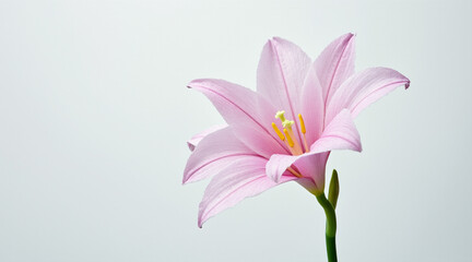 a beautiful pink lily flower, isolated in its spring bloom against white, showcases its delicate petals