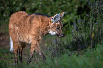 Portrait of a Maned Wolf (Chrysocyon brachyurus)