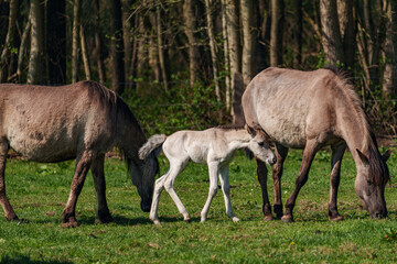 Fototapeta premium Wildpferde in westfalen