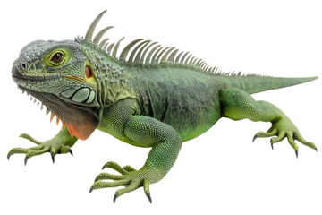 Obraz premium common green American iguana - Iguana iguana - is a large, arboreal, mostly herbivorous species of lizard Isolated on white background. PNG