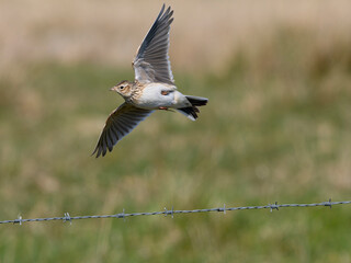Skylark, Alauda arvensis