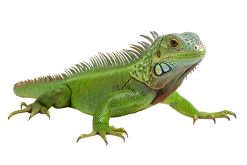 Obraz premium common green American iguana - Iguana iguana - is a large, arboreal, mostly herbivorous species of lizard Isolated on white background. PNG