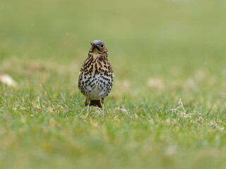 Song thrush, Turdus philomelos
