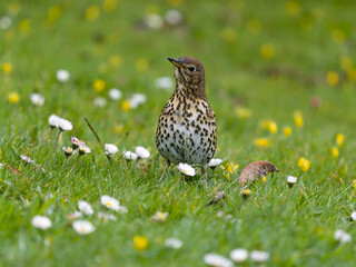 Song thrush, Turdus philomelos